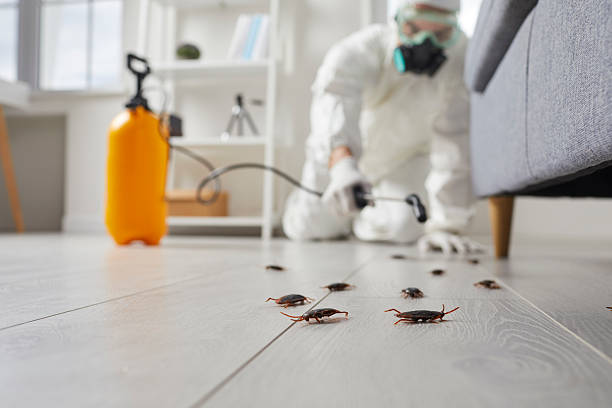 Post-Treatment Bed Bug Interceptor Monitoring in Gloster
